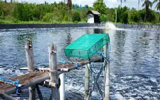 Inovasi Teknologi 'Closed System', Tambak Udang Pemprov Jateng Sukses Berproduksi di Lahan Industri
