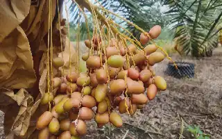 Transformasi Insinyur IT: Mengubah Lahan Delta Mekong Menjadi Kebun Kurma Red Barhee