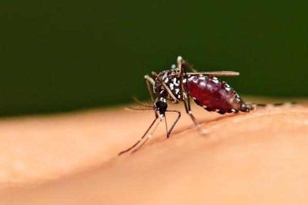 Riset Terbaru Kuak Rahasia Nyamuk Tetap Sehat Meski Membawa Virus Mematikan Seumur Hidup