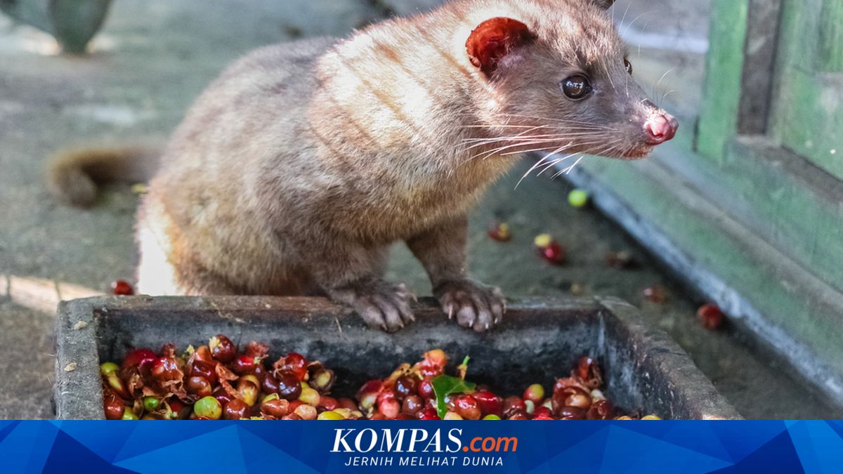 Ahli Peringatkan Risiko Penyakit Zoonosis di Balik Industri Kopi Luwak yang Bernilai Fantastis