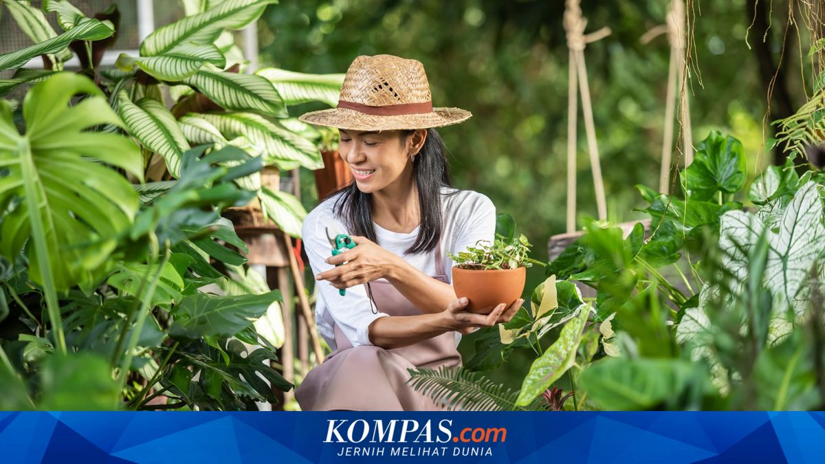 Studi Baru Ungkap Rutin Berkebun Mampu Tingkatkan Kualitas Tidur