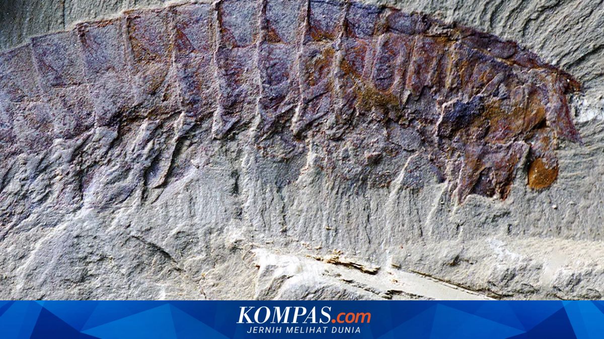 Fosil Berusia 518 Juta Tahun di China Ungkap Asal-Usul Evolusi Taring Laba-laba