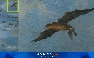 Lukisan Era Renaissance Ungkap Perilaku Predasi Kelelawar yang Baru Terbukti Secara Sains