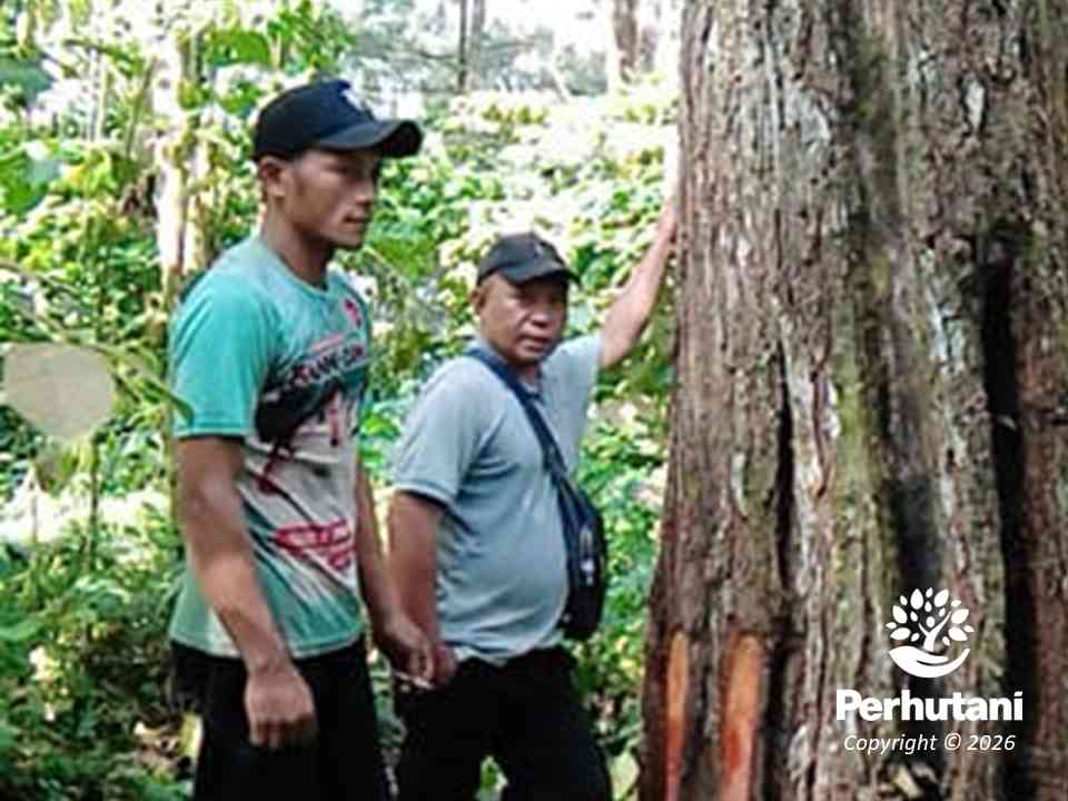 Pengawalan Ketat Jadi Kunci Jaga Mutu dan Nilai Ekonomis Getah Pinus di KPH Banyumas Timur