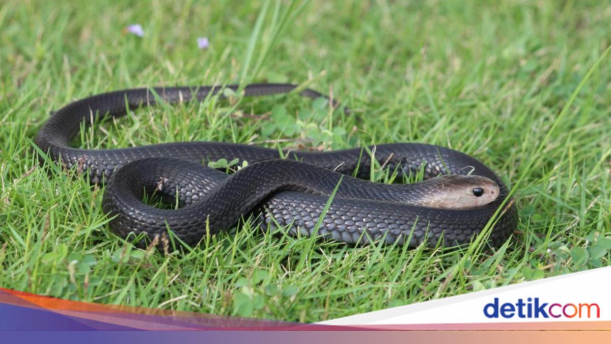 Niat Selamatkan Suami dari Gigitan Kobra, Sang Istri Justru Terpapar Racun Berbahaya