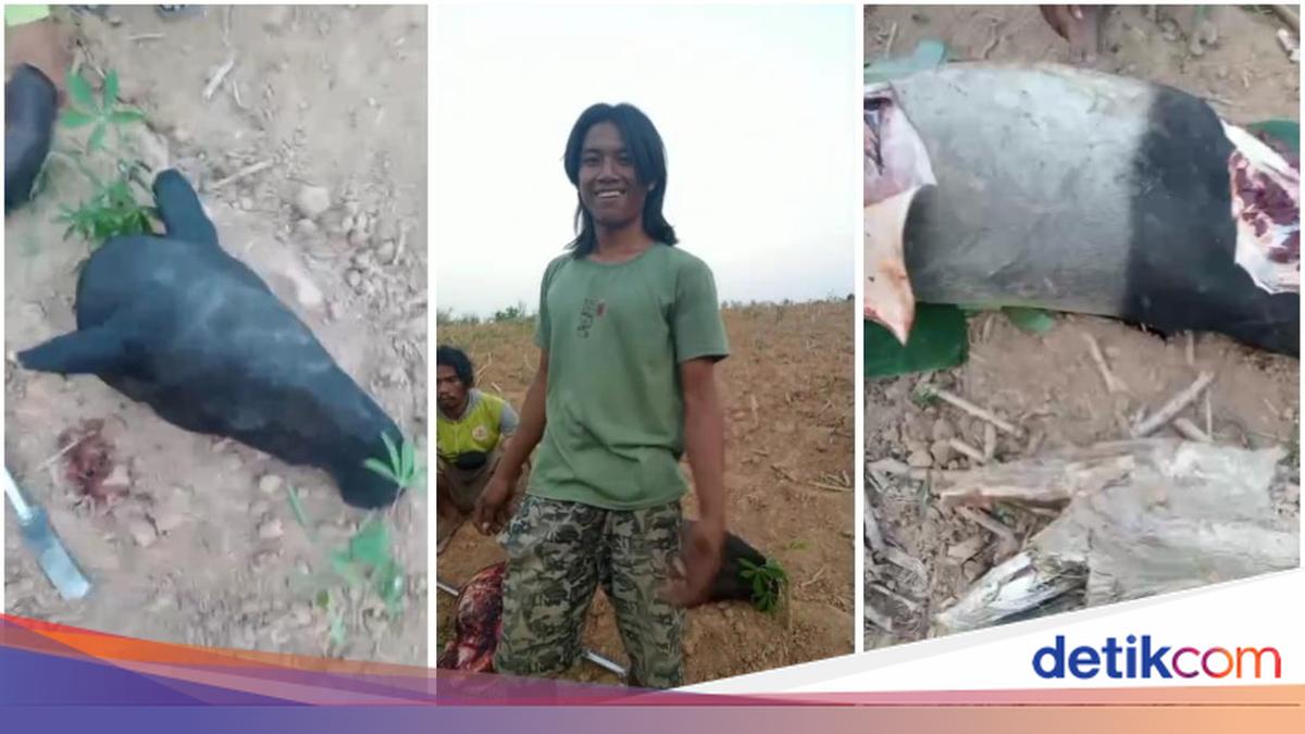 BKSDA Lampung Selidiki Kasus Mutilasi Tapir di Mesuji yang Viral di Media Sosial