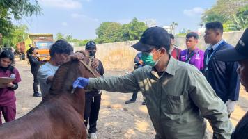 Pastikan Kesejahteraan Hewan Pekerja, Sudin KPKP Jakarta Barat Beri Layanan Kesehatan Kuda di Palmerah