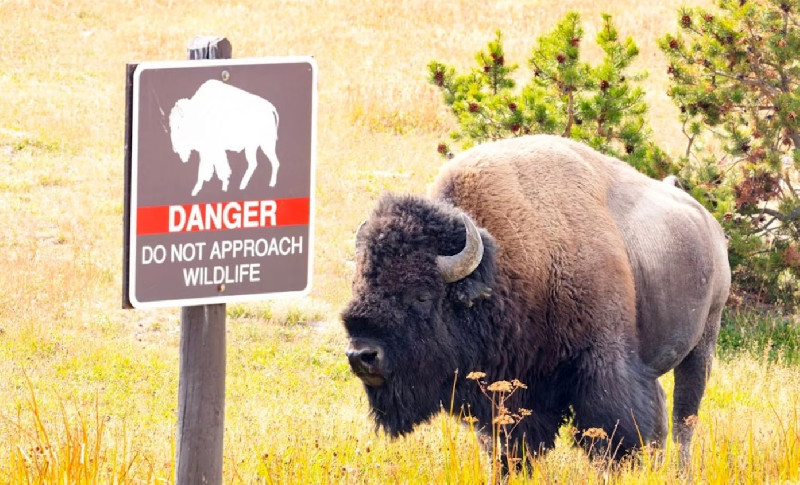 Remaja 12 Tahun Diserang Bison Saat Berkunjung ke Yellowstone