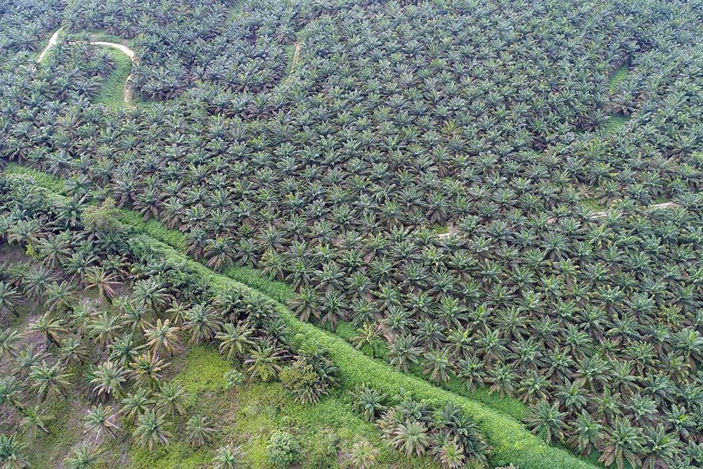 Peringatan Peneliti: Model Pembangunan Bisnis Berbasis Lahan Berisiko Rusak Ekosistem Gambut Riau