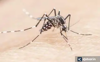 Mengapa Anak Lebih Rentan Terkena Malaria Berat? Ini Penjelasan Medisnya