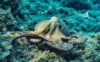Studi Perilaku Gurita Vena di Sulawesi dan Bali Ungkap Bukti Penggunaan Alat pada Invertebrata