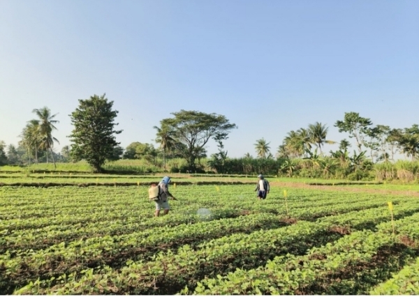 Bukan Gagap Teknologi, Petani Indonesia Terbentur Akses dan Krisis Kepercayaan